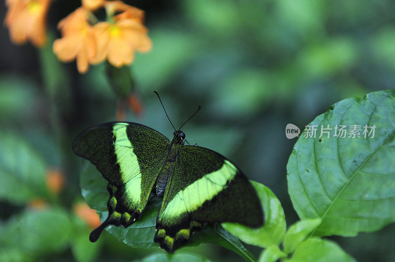 Papilio palinurus坐在叶子上